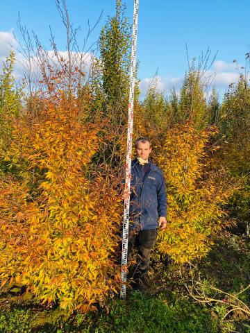 Fagus sylvatica 'Asplenifolia'